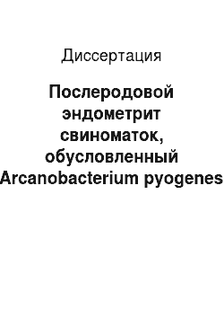 Диссертация: Послеродовой эндометрит свиноматок, обусловленный Arcanobacterium pyogenes