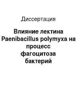 Диссертация: Влияние лектина Paenibacillus polymyxa на процесс фагоцитоза бактерий