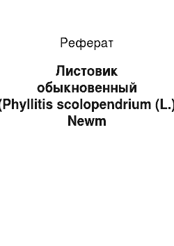Реферат: Листовик обыкновенный (Phyllitis scolopendrium (L.) Newm