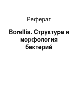 Реферат: Borellia. Структура и морфология бактерий