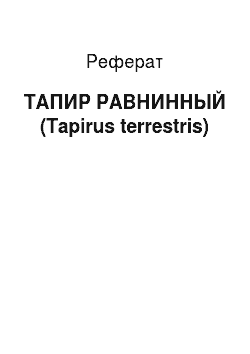 Реферат: ТАПИР РАВНИННЫЙ (Tapirus terrestris)
