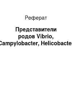 Реферат: Представители родов Vibrio, Campylobacter, Helicobacter