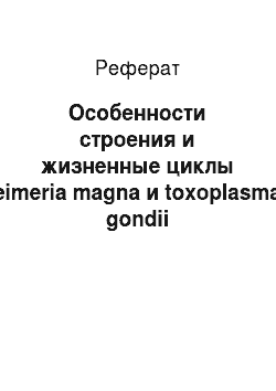 Реферат: Особенности строения и жизненные циклы eimeria magna и toxoplasma gondii