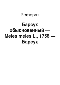 Реферат: Барсук обыкновенный — Meles meles L., 1758 — Барсук