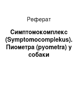 Реферат: Симптомокомплекс (Symptomocomplekus). Пиометра (pyometra) у собаки