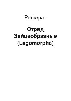 Реферат: Отряд Зайцеобразные (Lagomorpha)