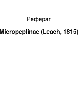 Реферат: Micropeplinae (Leach, 1815)