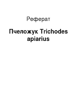 Реферат: Пчеложук Trichodes apiarius