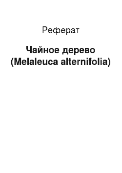 Реферат: Чайное дерево (Melaleuca alternifolia)