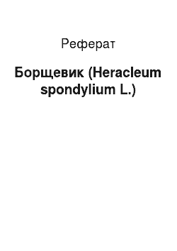 Реферат: Борщевик (Heracleum spondylium L.)