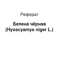 Реферат: Белена чёрная (Hyoscyamys niger L.)