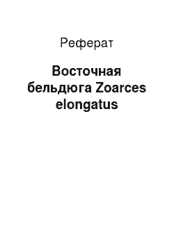Реферат: Восточная бельдюга Zoarces elongatus
