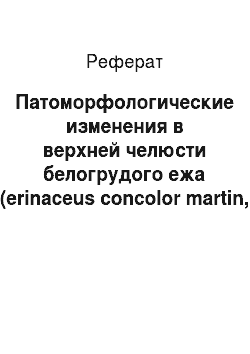 Реферат: Патоморфологические изменения в верхней челюсти белогрудого ежа (erinaceus concolor martin, 1838) на территории Республики Беларусь