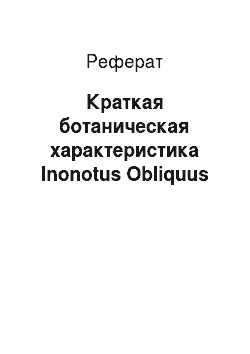 Реферат: Краткая ботаническая характеристика Inоnоtus Оbliquus