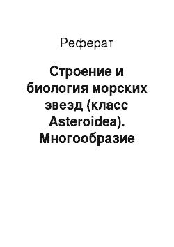 Реферат: Строение и биология морских звезд (класс Asteroidea). Многообразие иглокожих