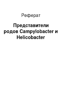 Реферат: Представители родов Campylobacter и Helicobacter