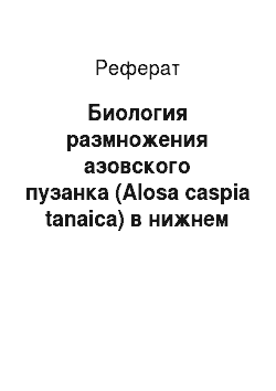 Реферат: Биология размножения азовского пузанка (Alosa caspia tanaica) в нижнем течении реки Кубань
