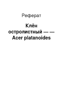 Реферат: Клён остролистный — — Acer platanoides