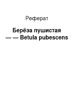 Реферат: Берёза пушистая — — Betula pubescens