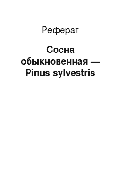 Реферат: Сосна обыкновенная — Pinus sylvestris